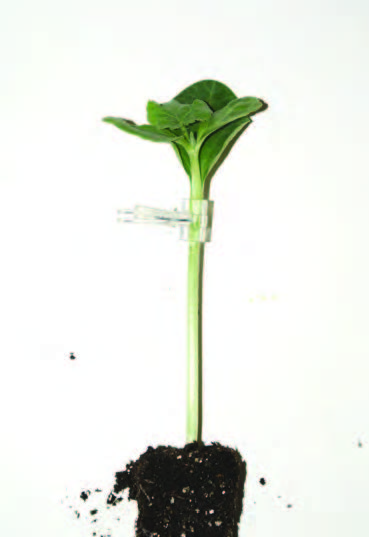 Figure 3. One-cotyledon grafting method that is used for watermelon: rootstock (left) is cut such that one cotyledon and the apical meristem is removed, the scion (center) is cut below the cotyledons, and the two plants are clipped together (right). Photo