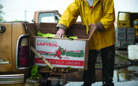 Figure 3. Organic lettuce from David and Nancy Brown’s Mustard Seed Farms being packed into OGC boxes under our LADYBUG logo. Photo provided by Shawn Linehan