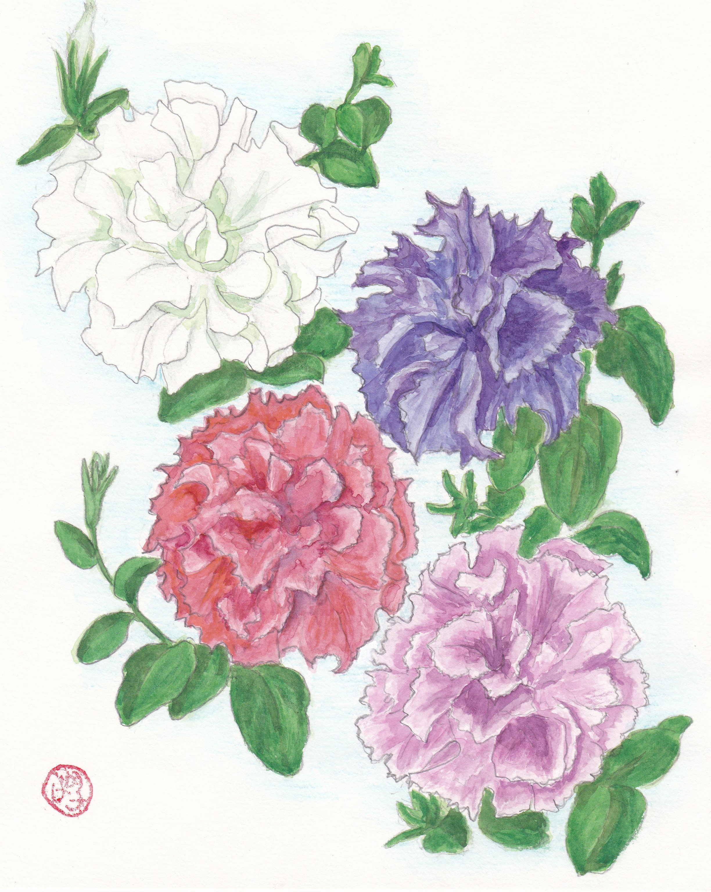 Various double flowering petunia. Illustration by Eiko Goto.