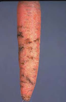 Carrot Rust Figure 1. Carrot rust fly damage to roots