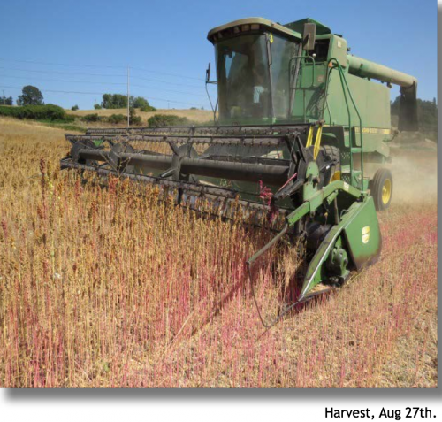 Quinoa Harvest