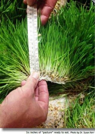 6 inches of fodder.  Phot by: Dr. Susan Kerr
