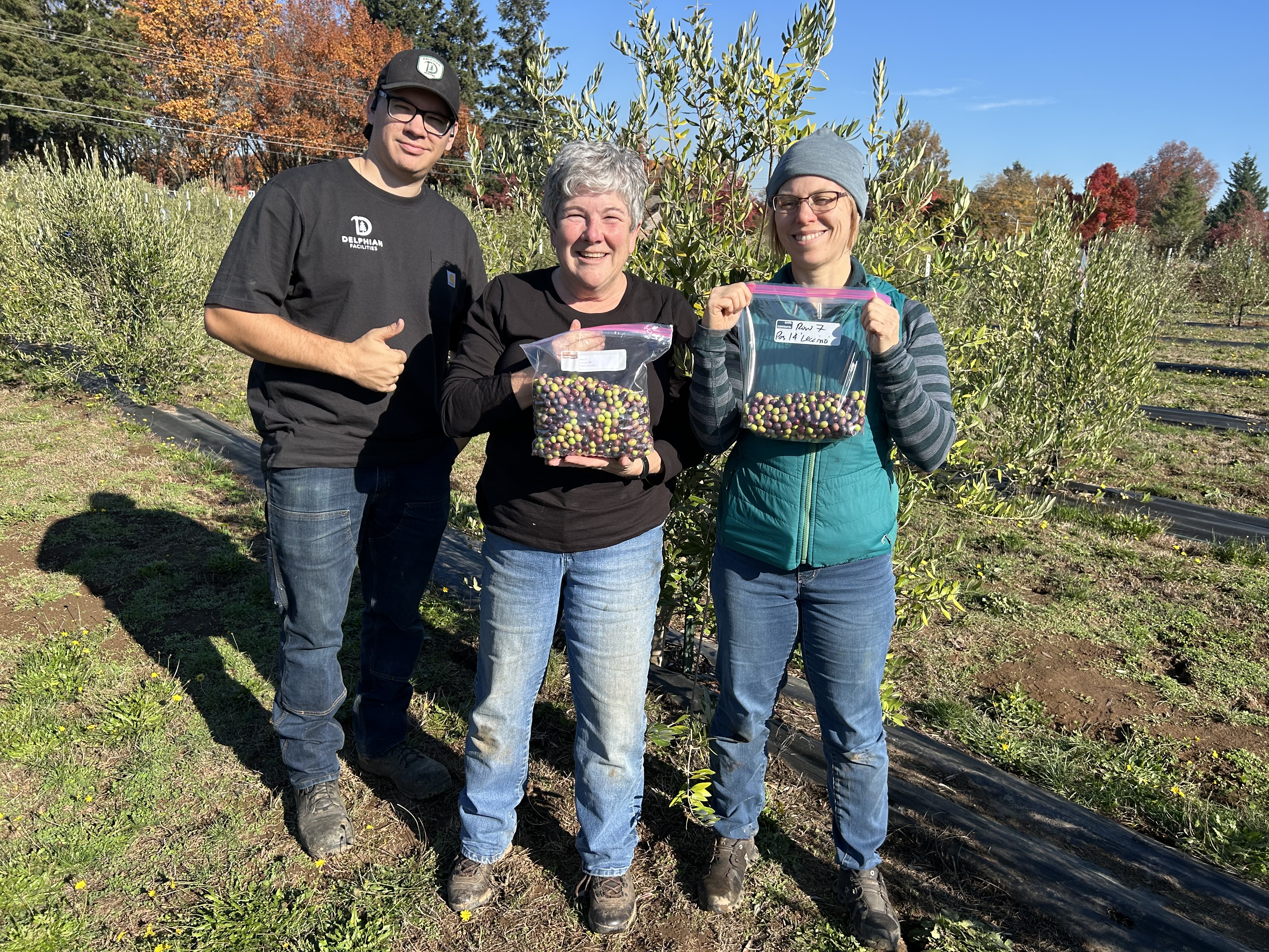 Picking olives in research plot