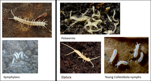 Figure 1. Symphylans are normally easily distinguished from other soil organisms by the number of legs, their antennae, and the short, paired cerci at the end of their body