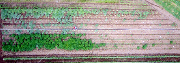 Figure 2. Crop damage radiates out as the symphylan colony grows in this squash at Winter Green Farm in Noti, Oregon. Photo by Jon Umble.