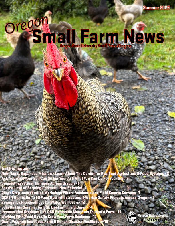 Summer cover - Rooster looking directly at you