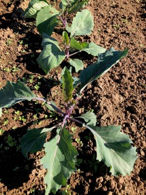 Fulton Strand, Ole Timey Blue, and Green Glaze (left to right) are three of 20 varieties included in the 2020 Collard Variety Trial. Photos from OSU North Willamette Research and Extension Center in Aurora, OR.