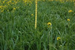 Figure 1. Top, a 20" tall cereal rye, common vetch and field pea stand providing an estimated 155 lbs. total N and 50 lbs. plant-available N. Bottom, a 26" tall oats and common stand providing an estimated 110 lbs. total N and 10 lbs. plant-available N.