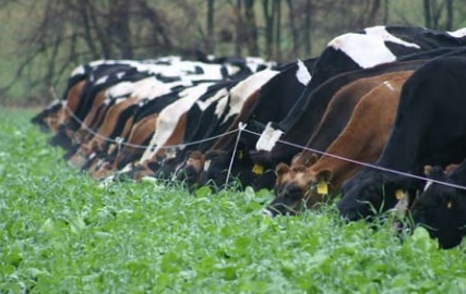 Paddocks can be any size that allows you to manage the stocking rate. Photo by: Sam Angima