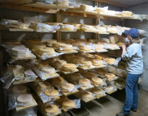 Lorrie Conway inspecting aged cheeses in the cheese cave.