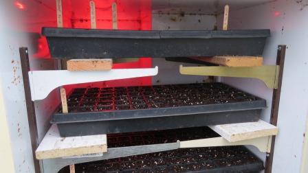 Flats of seeds preparing to germinate. Photo provided by Melissa Fery