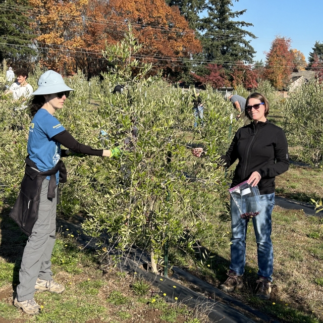 Hand picking oplives in research plot