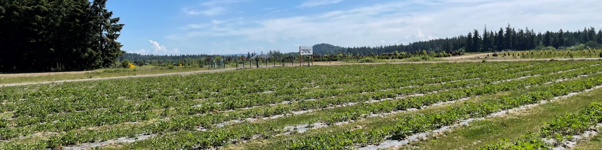 Oregon organic strawberry fields