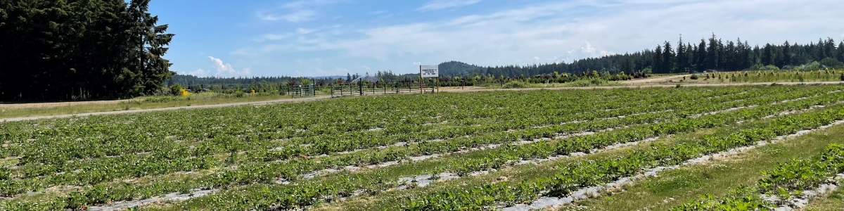 Strawberry Fields in Oregon Oregon organic strawberry fields