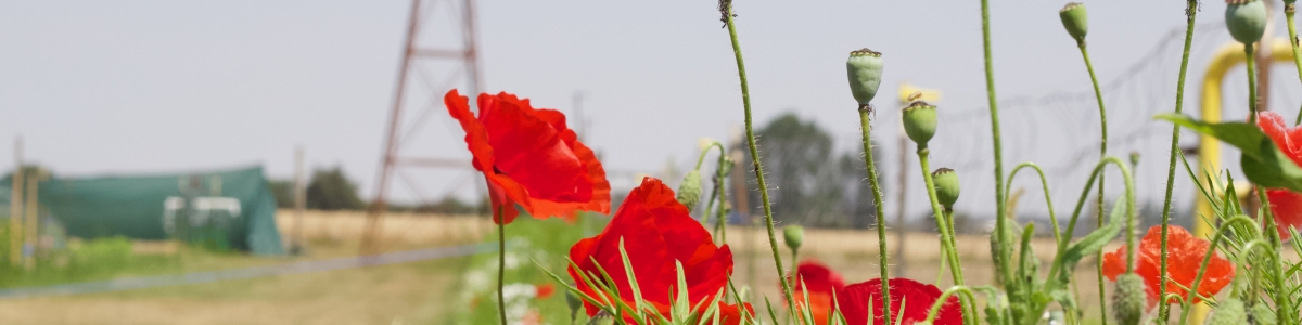Red poppies on flower farm with windmill