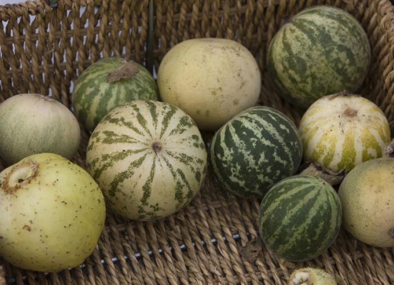 Tigger melons sit in a basket after harvest in Tigard. Photo:Randy L. Rasmussen/The Oregonian
