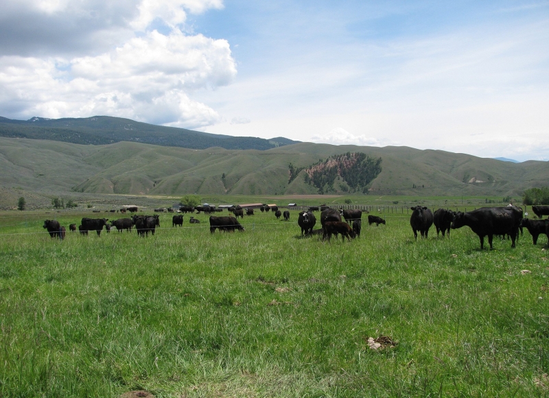 Cattle grazing on pasture