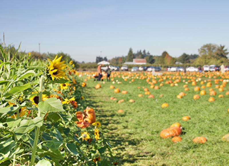 ssunflowers and pumpkin patch