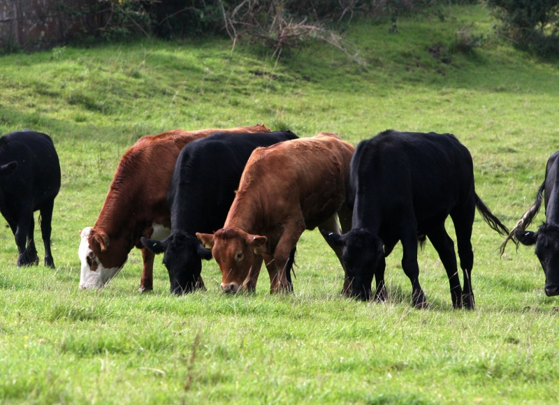 Beef steers grazing in pasture