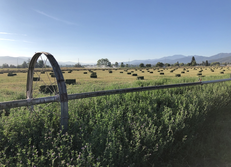 Irrigation of a Hay Field at SOREC