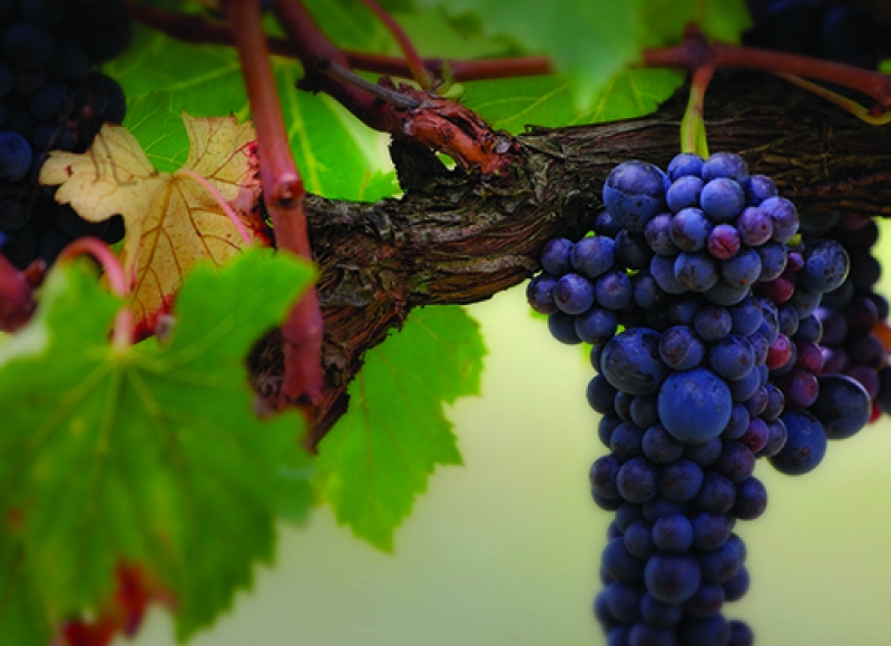 Purple grapes on the vine