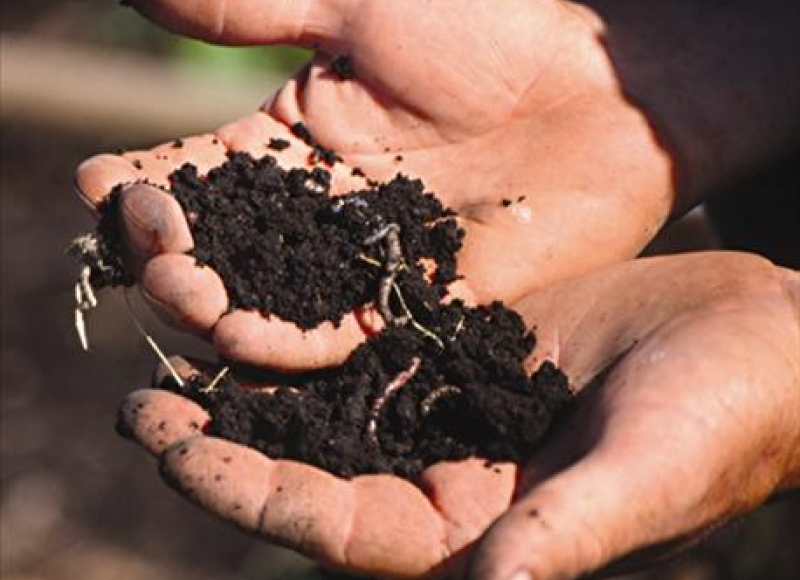 hands holding soil with worms