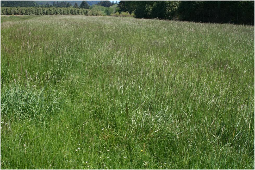 Lush fescue pasture in Siletz, Oregon that recieved 2.5 tons/acre lime 2 years ago-surface applied. Even though yield may be increased with surface applied lime, the economics are still questionable. Picture by Sam Anigma.