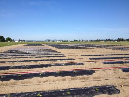 Figure 2. Field study with 5 biodegradable mulches at WSU Mount Vernon  NWREC, with pumpkins transplanted June 29, 2015. 