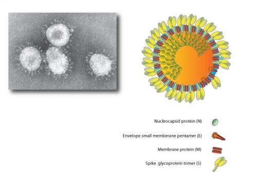 Structure of Porcine  Epidemic Diarrhea virus  (PEDv) coronavirus.a